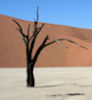 Un arbre mort dans le désert