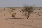 Le désert de Libye
